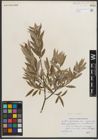 Foto von Salix petiolaris Sm.